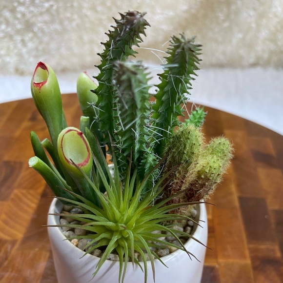 Faux succulents in 2.5”x3”H circular Pot (2 designs available). - Picture 8 of 9